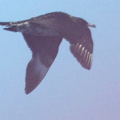 Pomarine Jaeger
